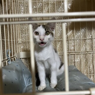 子猫の里親募集中です