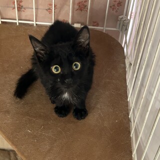 デレデレ甘々♡幸せを呼ぶエンジェルマーク