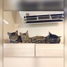 ティーヤマ
