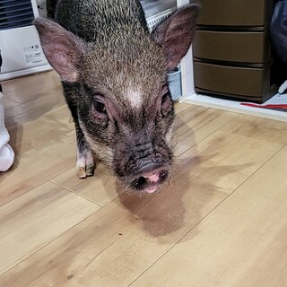 マイクロブタ里親探してます‼️