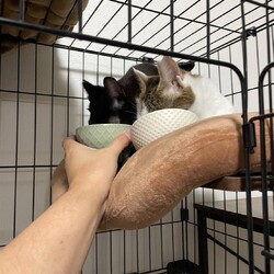 にゃんクルー保護猫さん譲渡会 サムネイル2