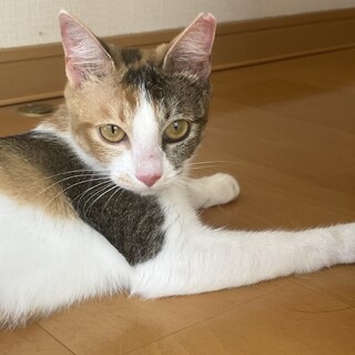 元気なミケちゃん