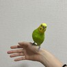 チコちゃん♡