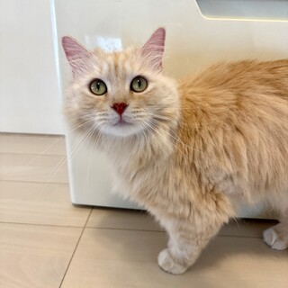 マンチカン足長女の子5歳 避妊手術済み