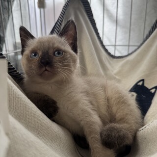 シャム風　女の子　2ヶ月　はなちゃん