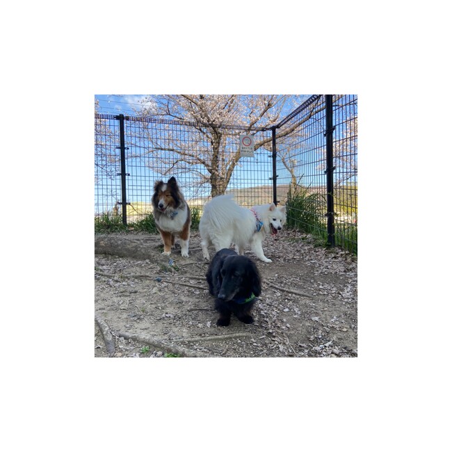 わんたこのカバー写真