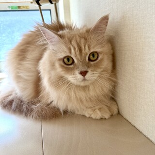 マンチカン足長女の子4歳避妊手術済み