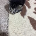 子猫保護猫の里親募集です。