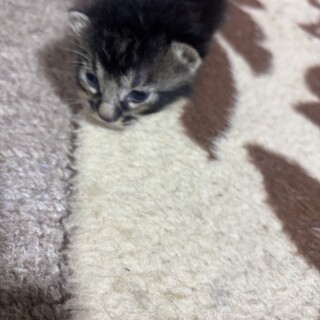 子猫保護猫の里親募集です。