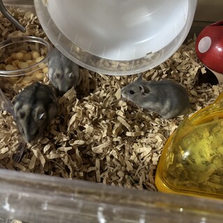 ジャンガリアンハムスターの赤ちゃん