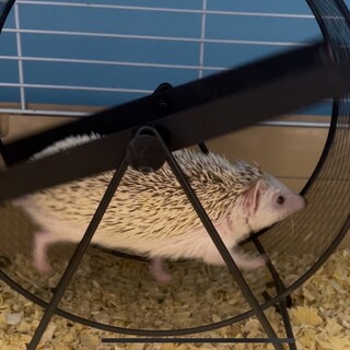 ハリネズミの兄妹