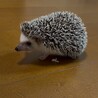 ハリネズミの兄妹 サムネイル2