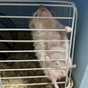 ハリネズミの兄妹 サムネイル3