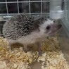 ハリネズミの兄妹 サムネイル4