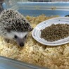 ハリネズミの兄妹 サムネイル6