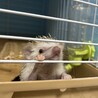 ハリネズミの兄妹 サムネイル7