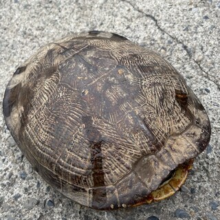 ミドリガメ(アカミミガメ)保護しました