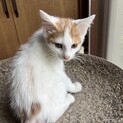 茶白なビッケ♂