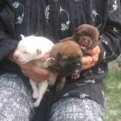 １週齢未満のワンコたち