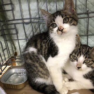 キジシロ　だいこん君　2.５ヶ月くらい