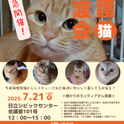 緊急開催！保護猫譲渡会in日立市