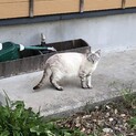 グレーシャム