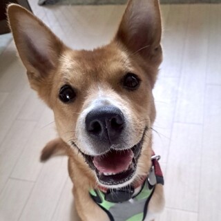 頑張って生きてきた、賢くキュートなミックスの女の子