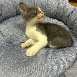 里親決定しました！灰×白　活発ボーイ