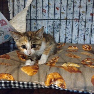 三毛猫美人やくしちゃん2カ月