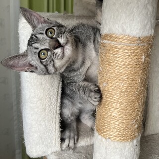 とても人懐っこい美猫さんです