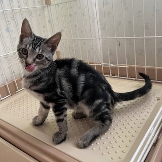 アメショ風の女の子です