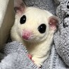 さくら&ももたろう