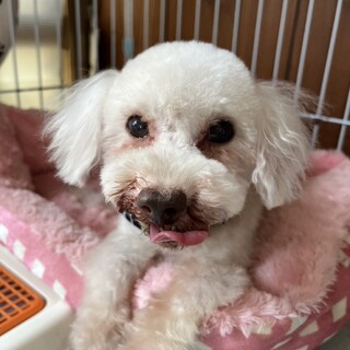 お散歩大好きな「ラオ」くん