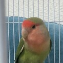 コザクラインコ 2歳 女の子