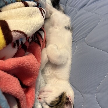 外保護猫だったのが嘘のよう…兄弟の子が里親が現れてないのだけど…テトの兄弟なら可愛いの間違いないのにな。。。