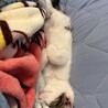 外保護猫だったのが嘘のよう…兄弟の子が里親が現れてないのだけど…テトの兄弟なら可愛いの間違いないのにな。。。