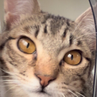 人が大好き！甘えんぼの美人猫