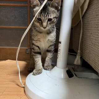 困り顔の甘えんぼちゃん、抱っこが大好き