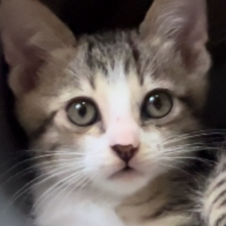 おめめクリクリ美人さん