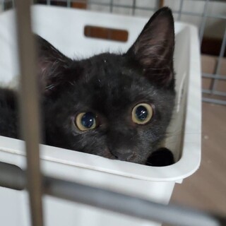 黒トラの保護猫里親募集情報 :: ペットのおうち【里親決定29万頭！】