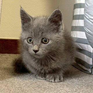 【検討中】超絶美男子グレくん