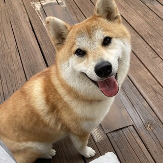 1歳8ヶ月の女の子⭐︎新しい家族を探しています！