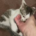 甘えん坊のたまちゃん☆生後2ヶ月の男の子☆