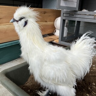 烏骨鶏オス4ヶ月半里親募集