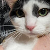 とっても美人な三毛猫のミッケちゃん サムネイル6