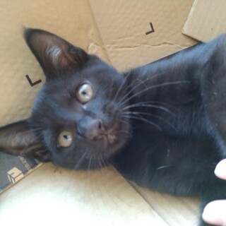 保護黒兄弟子猫ちゃん