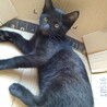 保護黒兄弟子猫ちゃん サムネイル3
