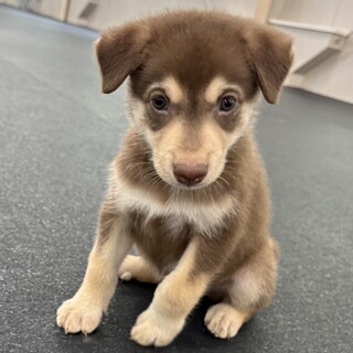 「2025年6月生メス」チョコ色の可愛い子犬