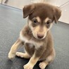 「2025年6月生メス」チョコ色の可愛い子犬 サムネイル2