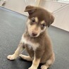 「2025年6月生メス」チョコ色の可愛い子犬 サムネイル3